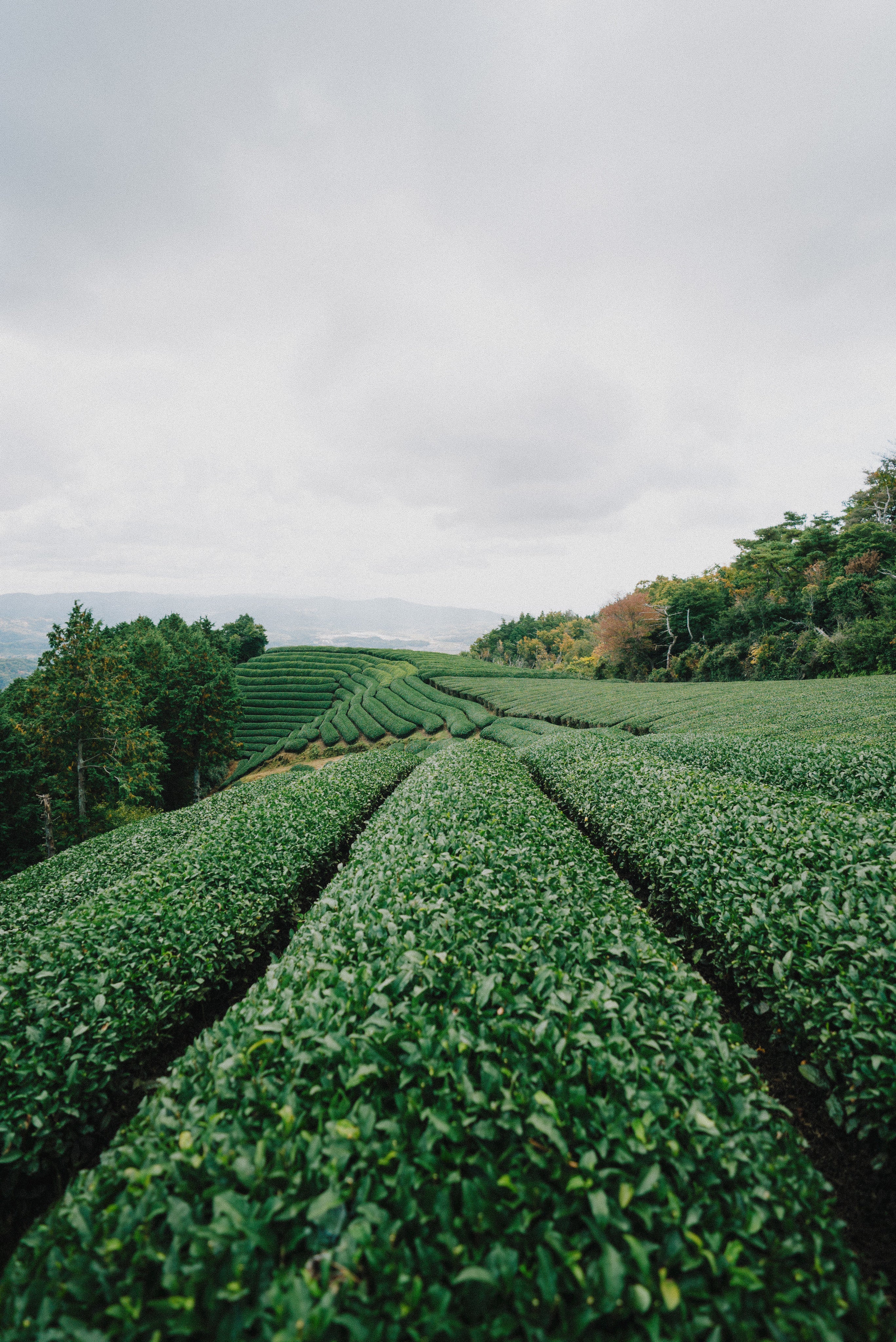 Green plants grow in lines on rolling hills